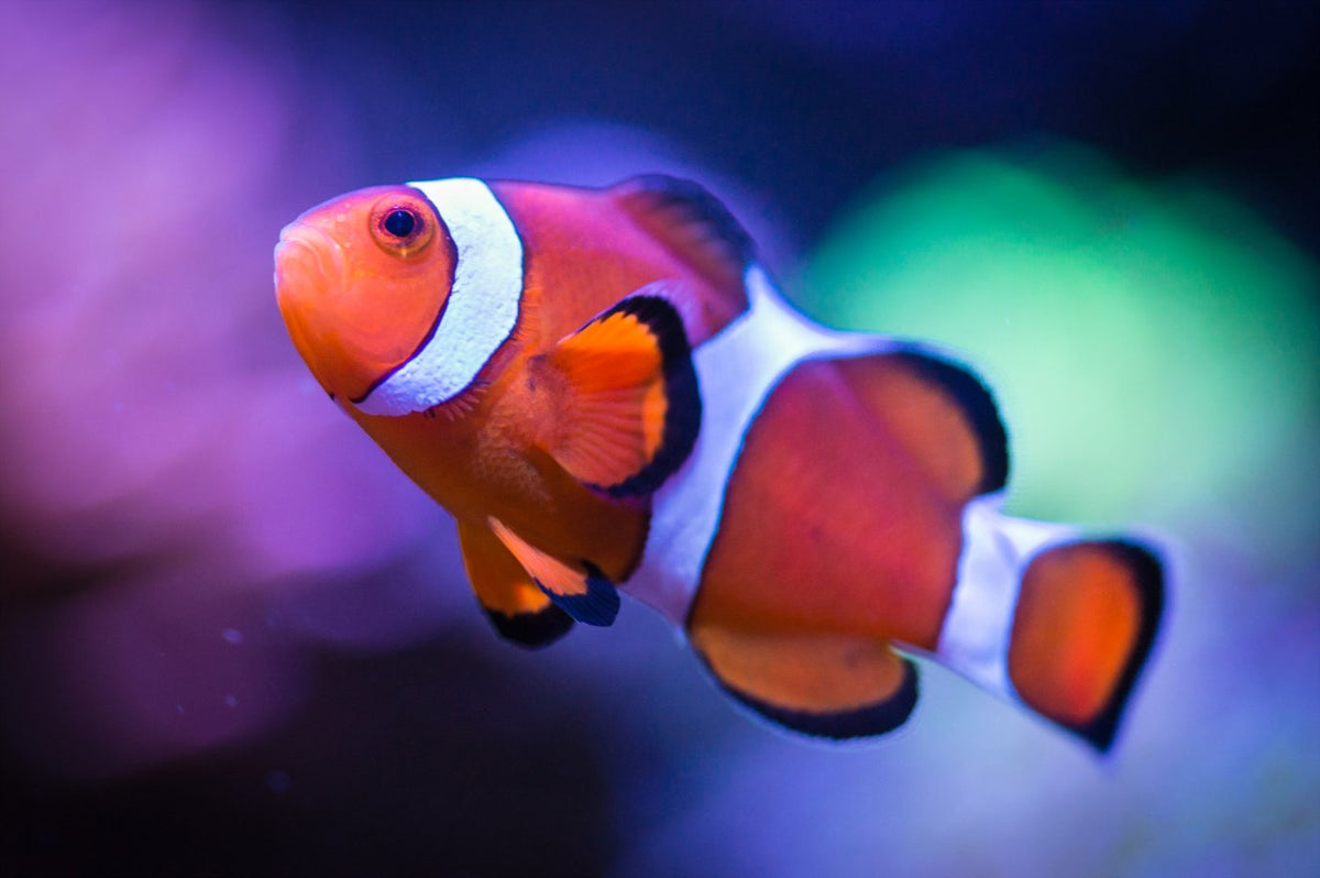 Fish – Raging Reef