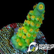 Load image into Gallery viewer, Orange passion OG Acropora