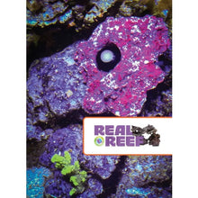 Charger l'image dans la galerie, Kit de Surveillance PMK