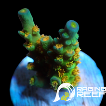 Load image into Gallery viewer, Orange passion OG Acropora