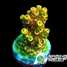 Load image into Gallery viewer, Rising Phoenix Acropora