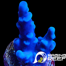 Load image into Gallery viewer, Oregon Tort Acropora frag