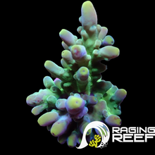 Load image into Gallery viewer, Frogsking Acropora