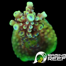 Load image into Gallery viewer, Pink Cadillac Acropora