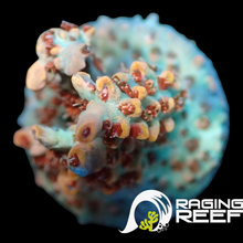 Load image into Gallery viewer, Blue Widow Acropora