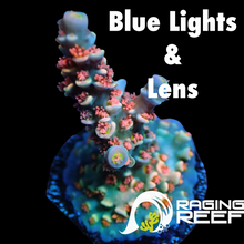 Load image into Gallery viewer, Cherry bomb Acropora