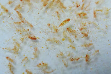 Load image into Gallery viewer, Fauna Marin 100% NATURAL OCEAN PLANKTON