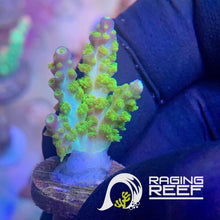 Load image into Gallery viewer, RR Marvin the Martian Acropora frag
