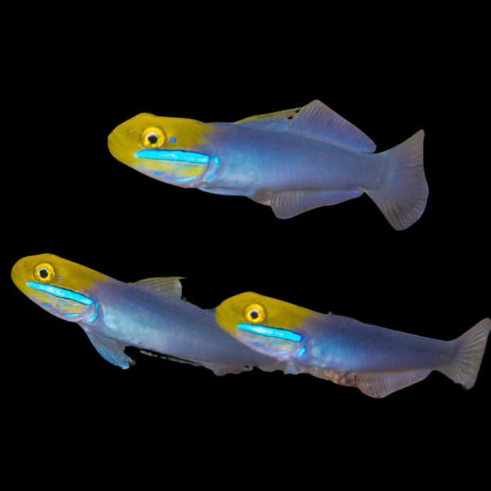 Gold head goby