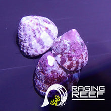 Charger l'image dans la galerie, Troca à rayures rouges