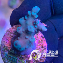 Load image into Gallery viewer, Oregon Tort Acropora frag