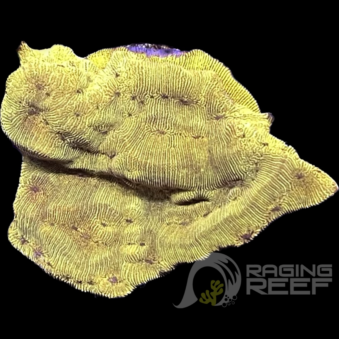 Tangerine leptoseris Raging Reef