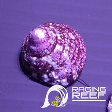 Charger l'image dans la galerie, Troca à rayures rouges