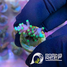 Load image into Gallery viewer, Pacman Acropora frag

