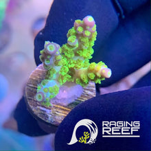 Load image into Gallery viewer, RR Marvin the Martian Acropora frag
