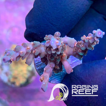 Load image into Gallery viewer, Pacific Chaos Acropora frag
