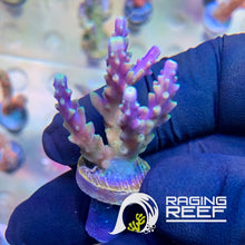Load image into Gallery viewer, Acropora Nana frag
