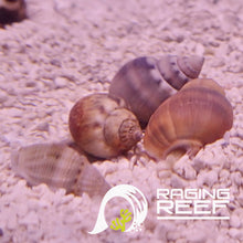Load image into Gallery viewer, Nassarius Snail
