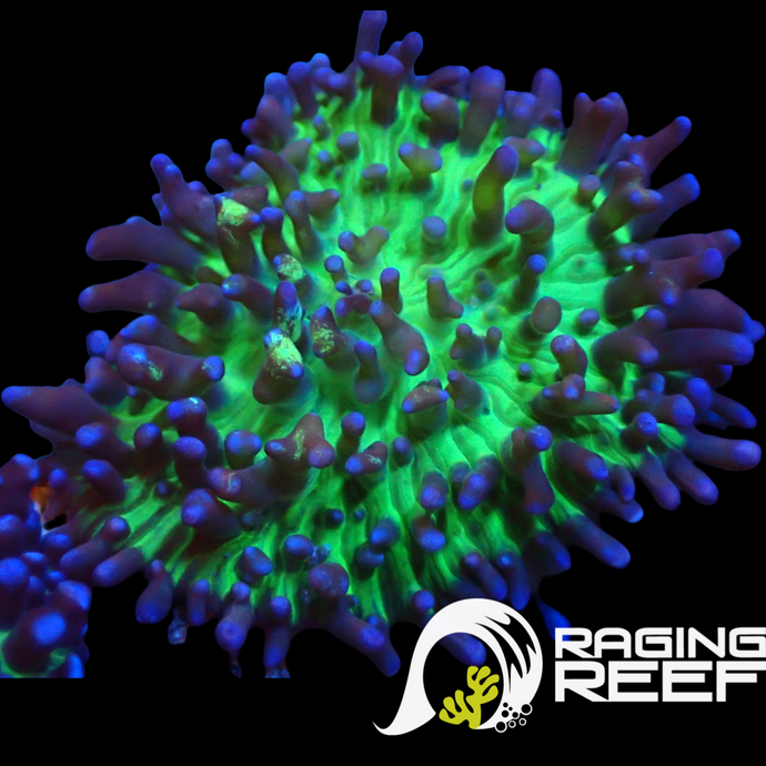 Ultra Green Hairy Mushroom