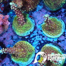 Load image into Gallery viewer, Pink Cadillac Acropora
