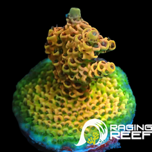 Load image into Gallery viewer, Watermelon Acropora millipora
