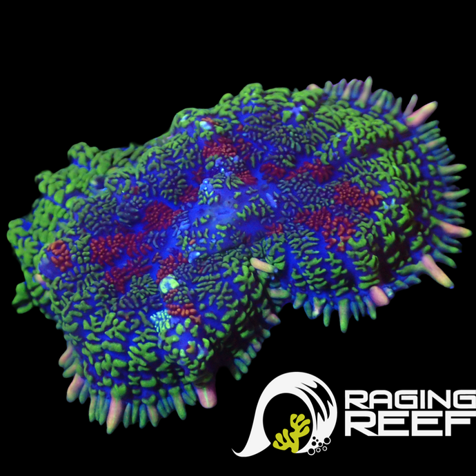 Crazy rodacthis Mushroom