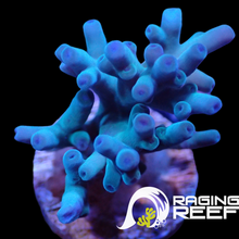 Load image into Gallery viewer, Hawkins Echinata Acropora
