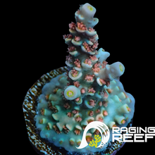 Load image into Gallery viewer, Cherry bomb Acropora
