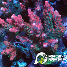 Load image into Gallery viewer, Red Robin stag Acropora Large
