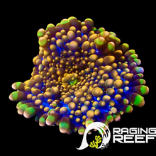 Load image into Gallery viewer, Godzilla bounce ricordea Mushroom
