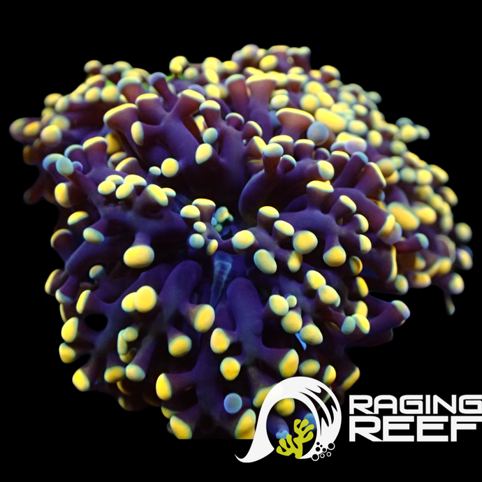 Rare Black and yellow Frogspawn hybrid
