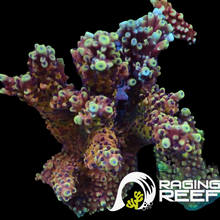 Load image into Gallery viewer, Pink Cadillac Acropora
