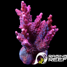 Load image into Gallery viewer, Red Robin stag Acropora Large
