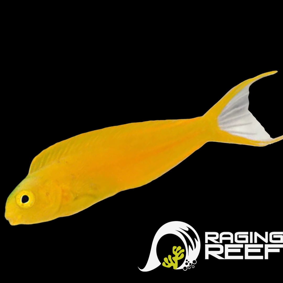 Fish – Raging Reef