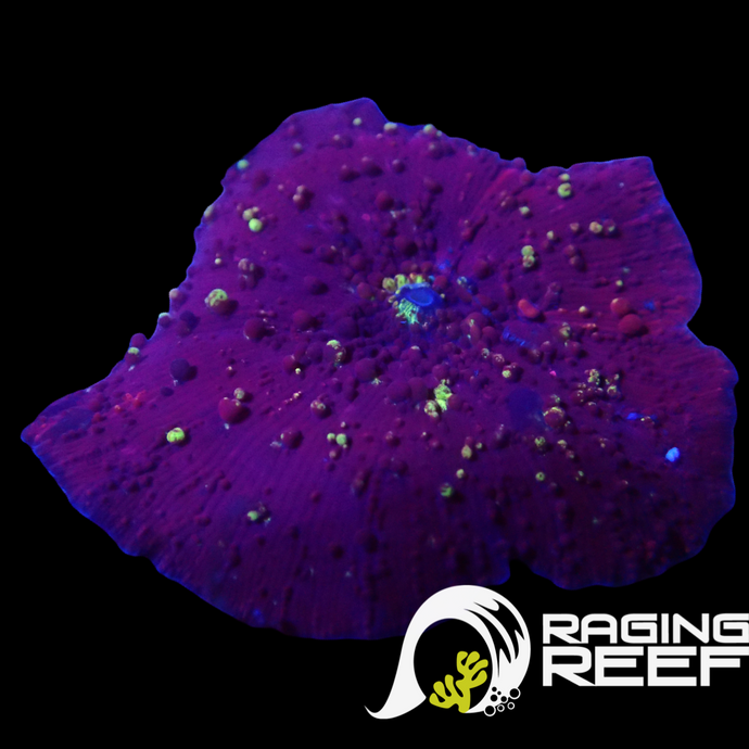 Red Jawbreaker mushroom type with yellow polka dots