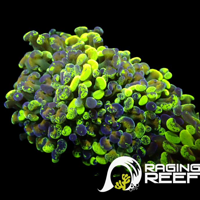 Marbled confused hammer