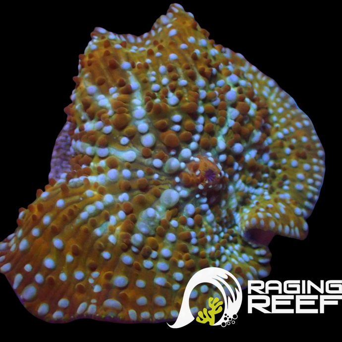 White polka dot leopard discosoma