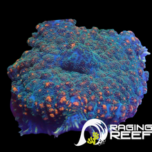 Load image into Gallery viewer, Blue bouncing large mushroom
