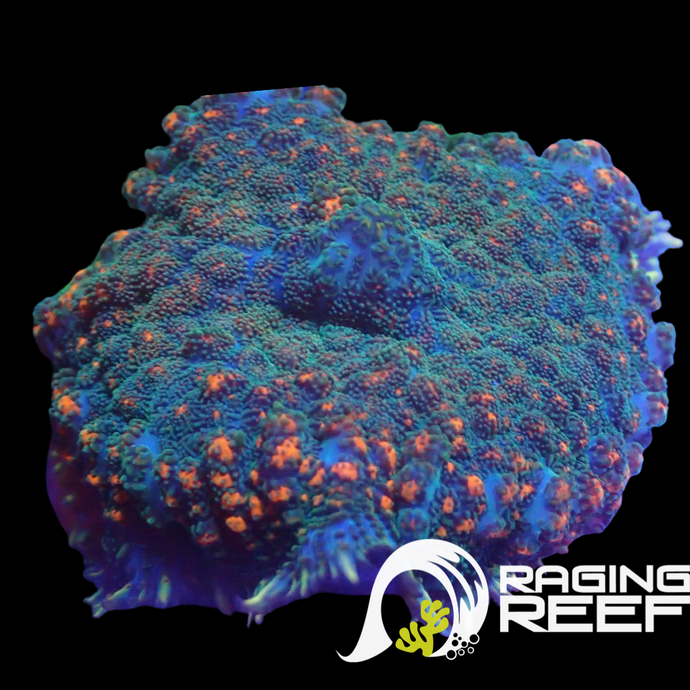 Blue bouncing large mushroom