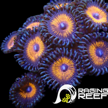 Load image into Gallery viewer, Armor of god zoas
