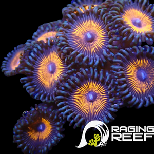 Armor of god zoas