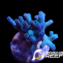 Load image into Gallery viewer, Hawkins Echinata Acropora
