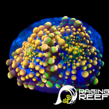 Load image into Gallery viewer, Godzilla bounce ricordea Mushroom
