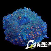 Load image into Gallery viewer, Blue bouncing large mushroom
