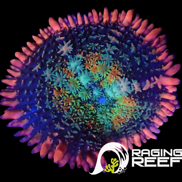 Frankenstein bounce Mushroom