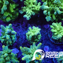 Load image into Gallery viewer, Frogsking Acropora
