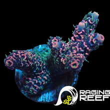 Load image into Gallery viewer, Bicolor Acropora millipora, deep pink and green polyps

