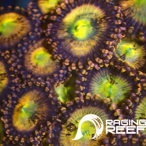 Fairy muncher zoas