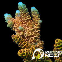 Load image into Gallery viewer, Watermelon Acropora millipora
