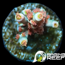 Load image into Gallery viewer, Cherry bomb Acropora
